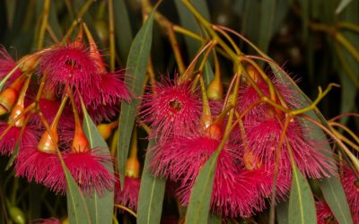 Are Cut Flowers Sustainable in Australia?